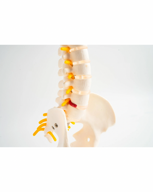 Douleurs pelviennes et lombaires : pourquoi le bassin joue un rôle central dans la prise en charge